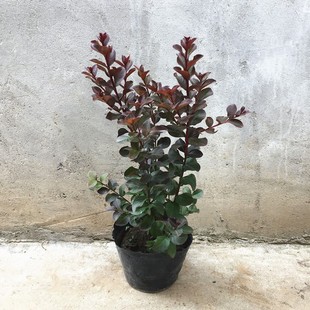 ��ۼtɫ��ޱ�����Ԏ������͕���������Z�q��t���~��ޱ�_������