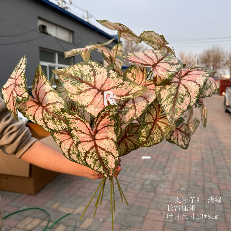 單支芋葉仿真綠植海芋彩芋葉婚慶路引插花花藝森系婚禮堂吊頂裝飾