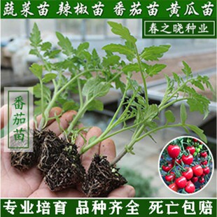 絲瓜種苗圖片 海量高清絲瓜種苗圖片大全 阿里巴巴