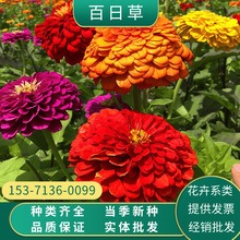 厂家批发花卉种子百日草百日菊花籽绿化花海公园易种植四季开花