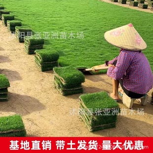 Base Wholesale with Mud Real Lawn Community Park Project Greening Lawn Manila Bermuda Four Seasons Green Lawn