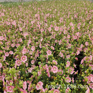 �ͺ��ͺ�Сľ�ȃ���Ůʿ�����������̨ͥԺֲ�ﻨ�ܺ��B�ļ��_��