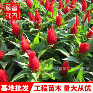 һ֧�P���玧�� �t�~�u�ڻ��G����[���� ���ܻ������lһ֧�P����