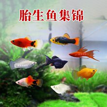 ̥���~���w�����~��ˮС�͟Ꭷ�~�^�p�~�����ֳ��ĸ��ȸ������