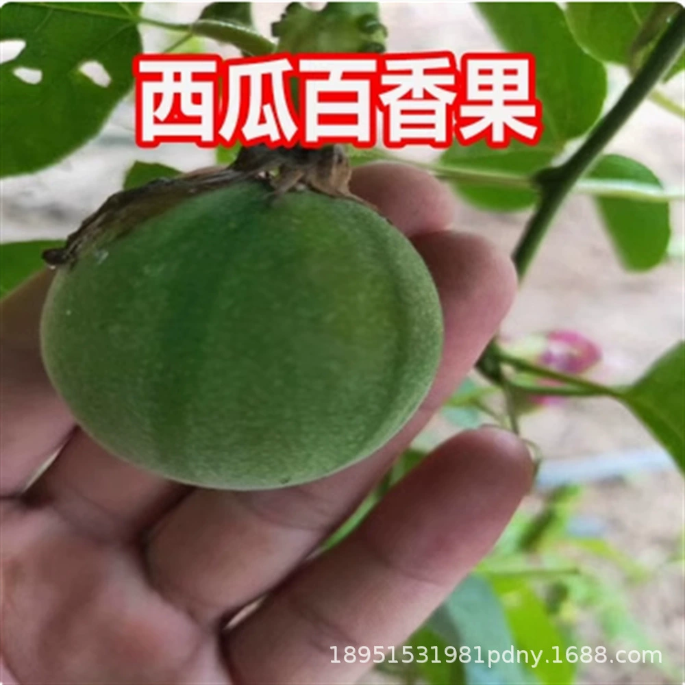 Фиолетовые фрукты № 1 новый сорт банан маракуйя саженцы Канада сладкий мед маракуйя саженцы золотые маракуйи