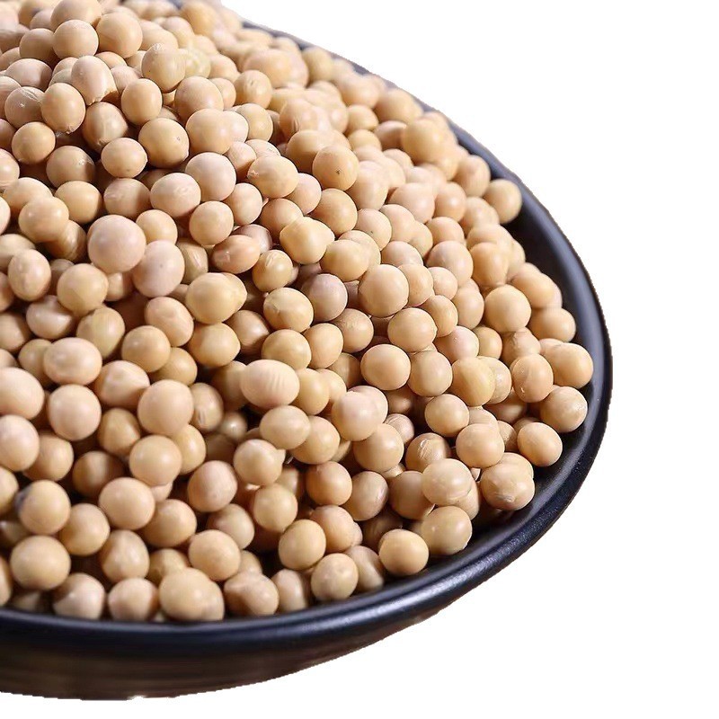 黄豆打豆浆黄豆芽磨粉专用黄豆农家自种非转基因当季黄豆|undefined