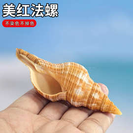 天然贝壳海螺美红法螺鱼缸水族造景装饰品摆件家居拍摄道具标本螺