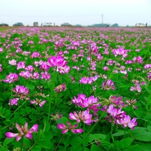 紫花苜蓿牧种籽红花籽养蜂蜜源紫云英籽绿肥植物紫云英种子