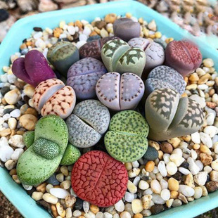 ����ֲ����ʯ�����w̖��̖ƨ��ʯ�^�����wĸ������PPʯ����