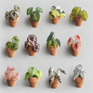 ΢�s�Ꭷֲ������diy���ϰ������N�����������þGֲ�[����ͯ�ֹ�