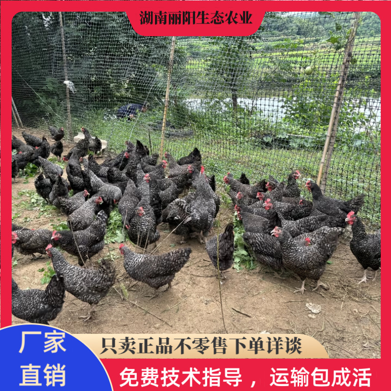 黑芦花鸡苗孵化场供应一日龄小鸡仔毛毛鸡另有绿壳蛋鸡苗黄土鸡苗
