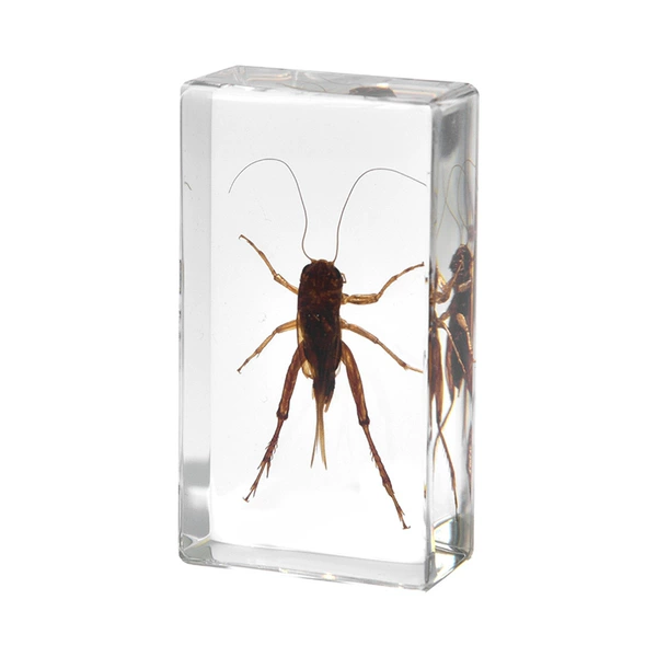 7.3CM medium cricket
