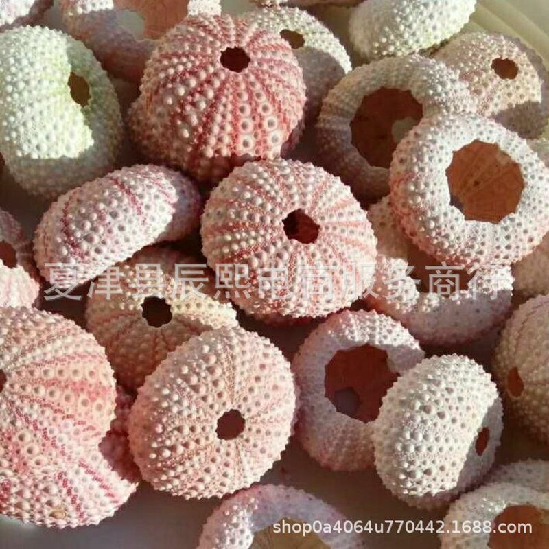 Natural Shell Conch Powder, Sea Urchin, Dreamy Sea Urchin Shell, Creative Night Light Materials, Home Decor, Collectible Ornaments Natural Shell Conch Powder, Sea Urchin, Dreamy Sea Urchin Shell, Creative Night Light Materials, Home Decor, Collectible Ornaments