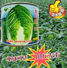 青岛87-114白菜基地推荐品种 纯度高 整齐度好 改良青杂三号