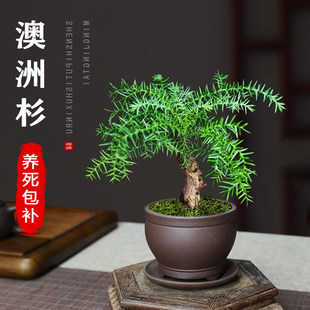 ����ɼ�辰С�粻����ֲ���k���Һ��B�̓�С�ɘ��҃ȶU��Gֲ����