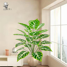 �������Gֲ��Ƥ�yֲ��廨����٘��~�Ӿ��^�쾰�b����ϼٻ��S