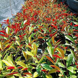 ԭ���l؛�t�������Ի����ļ����G�@�־G��ͥԺֲ�﹤�̾G����ľ