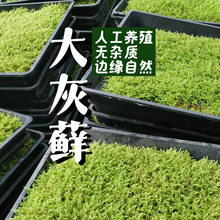 ����\С���\�����\̦�\���l΢���^ˮꑸ����ָ�ֲ��Gֲ����̦