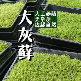 Large Gray Moss Small Gray Moss Big Feather Moss Wholesale Micro Landscape Water and Land Tank Rainforest Tank Plant Green Plant Live Moss