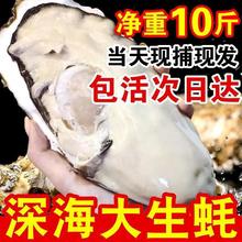 湛江生蚝乳山鲜活1斤新鲜大牡蛎海产商用整箱批发5斤速卖通亚马逊