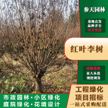 基地批发红叶李树5~15公分可选红叶李供应基地直销工程苗木批发
