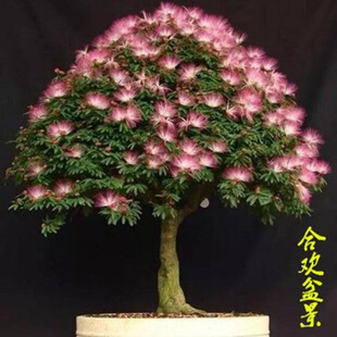 合欢花种子合欢树盆景庭院阳台观叶观花桌面盆栽合欢树桩树苗耐寒-阿里巴巴