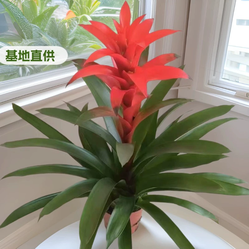 База поставляет большое количество комнатных декоративных ананасов Hongyun Dangtou Geely Red Star садовые цветы горшечные растения оптом