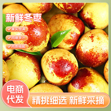 山东沾化冬枣新鲜脆甜大枣应季水果果肉细腻多汁电商产地一件代发
