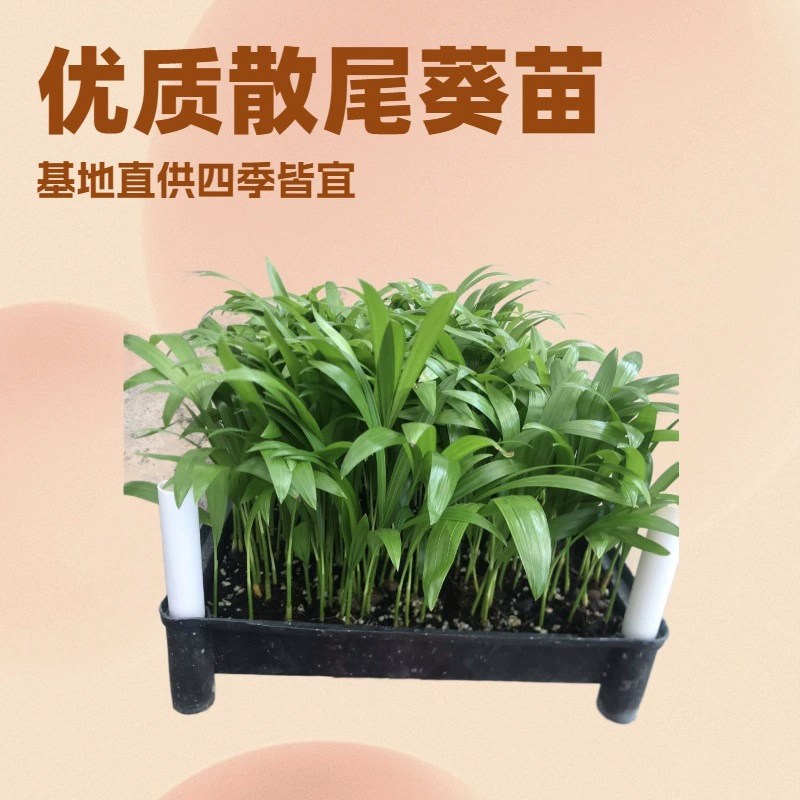 База поставляет большое количество комнатных растений, которые очищают воздух, например, пальму ареку, и осуществляет оптовые продажи семян и рассады для озеленения садов.