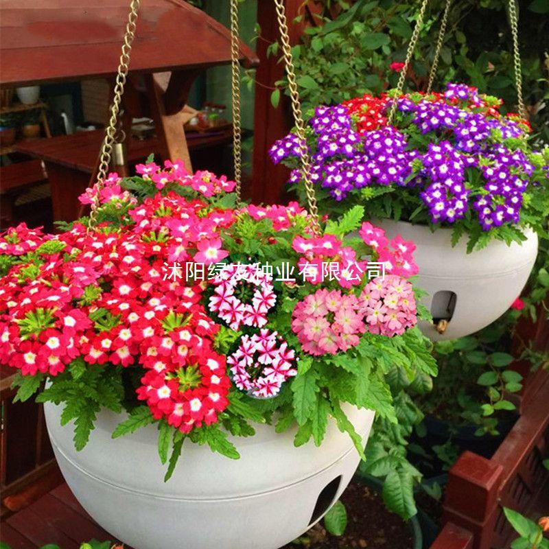 美女樱种子混色四季五色梅美人樱景观花海庭院室外庭院阳台花种子