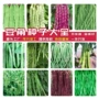 大全无架豆四季豆种子
