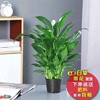 White Palm African Sailing Basin Plant Hydroponic Flower Green Plant Popular Popular Laboratory Office Office Purifying Air Follow Green Plant