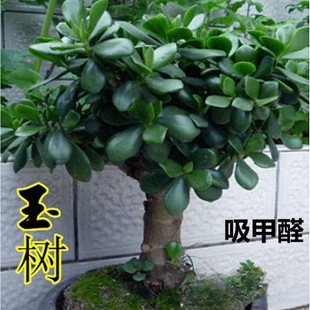 Yushu potted plant old pile big leaf Yushu succulent plant swallow palm evergreen indoor air purification green plant flowers