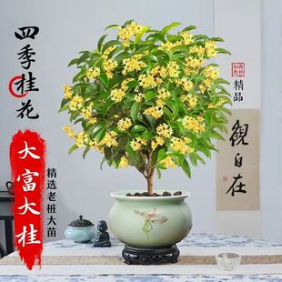 𻨘ļ̨҃BʳͺͥԺϘͻ