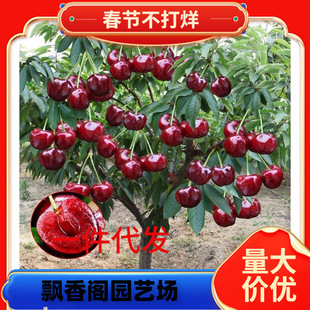 һ�����l܇���Ә�����Ҙ��m�Ϸ������Nֲ����ͥԺ���䰫�����Ҙ�