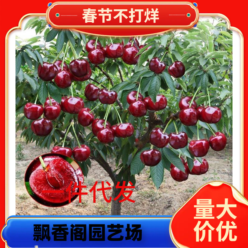 一件代发车厘子树苗樱桃树苖南方北方种植盆栽庭院果树矮化樱桃树