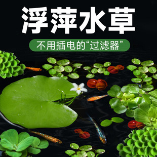 ��Ƽˮ��ֲ���~��ˮ��һ�~ɏˮ���Jˮܽ�عŷ��B�~�쾰������ˮ��