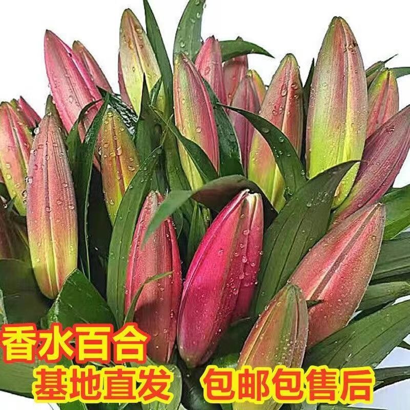 香水大頭ユリの花束雲南昆明直毛多頭バラ卸売新年既製花束|undefined