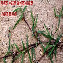 ���羳��؛���͸���ţ��ݷN���F�����o�²������زݽO�����o�·N