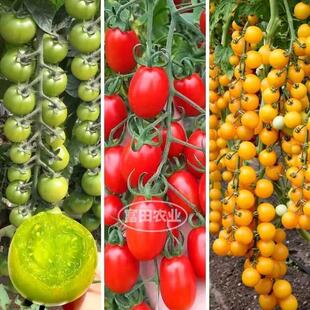 �۹�����С�������������֭�߮a���Վ����G��ʯ�}Ů���̨�N��