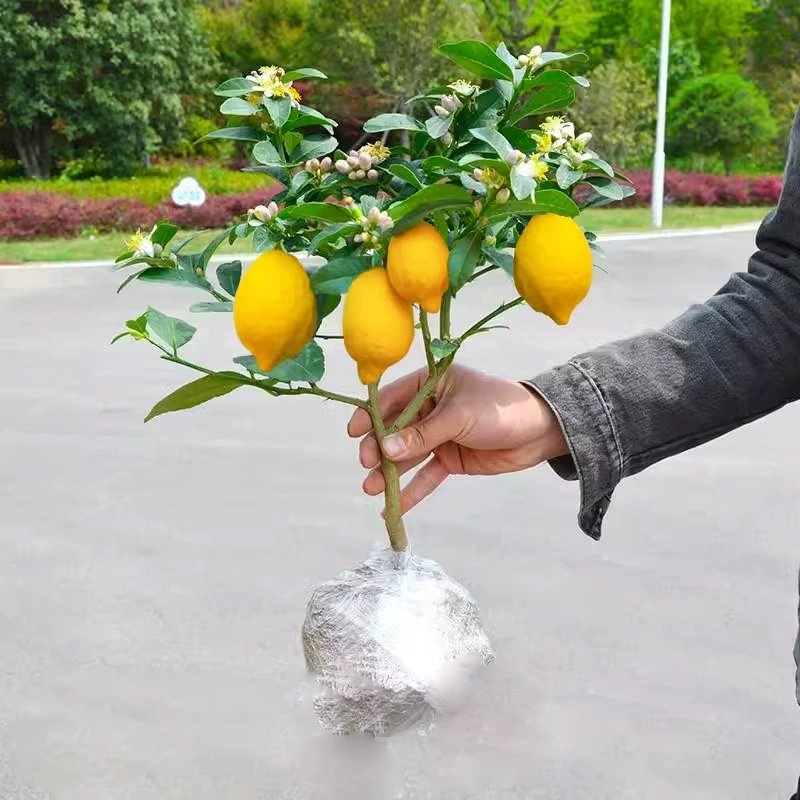 盆栽柠檬树带果柠檬苗香水柠檬树苗果树苗南方北方四季常青柠檬树