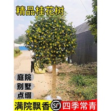 𻨘ͥԺԽ𵤹ļԭ𻨘ϱ㻨