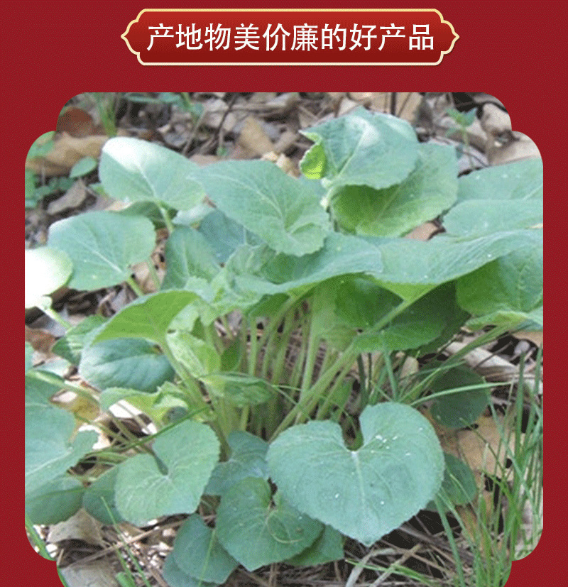 Xi Xin Root (Asarum heterotropoides) — Washed Liaoning Wild Ginger Root, Dried Herb 500g key features