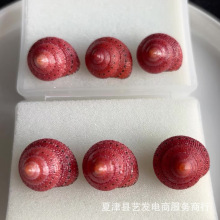 天然贝壳海螺草莓钟螺稀有螺收藏标本寄居蟹替换壳家居鱼缸摆件