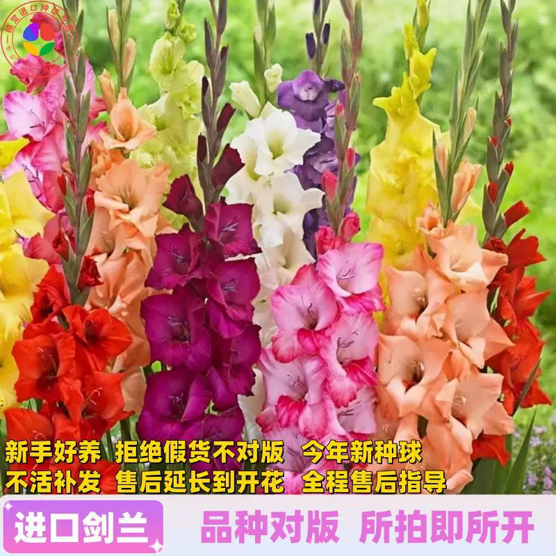 Импортные луковицы гладиолуса, рассада цветов гладиолуса, многолетние четырехсезонные цветущие горшечные растения, луковицы для резки цветов, зеленые растения.