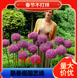 Dropshipping Fan Garden Large Flower Onion Bulbs in Stock Natural Bulbs Imported Bulbs Perennial Bulb Flowers