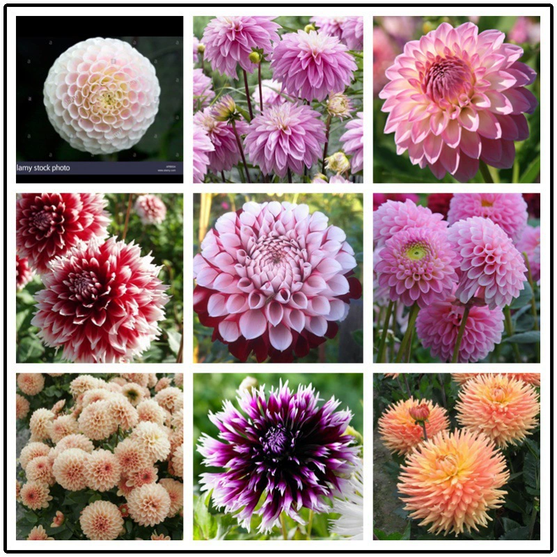 15 юаней 3-шар цветок георгина корневой цветок сладкий картофель цветок георгина цветочный сад в горшке с цветами почтовые расходы