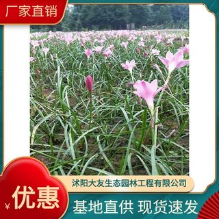 葱兰基地批发 自产自销  品种齐全景区造景工程绿化苗
