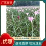 品种基地工程景区葱兰