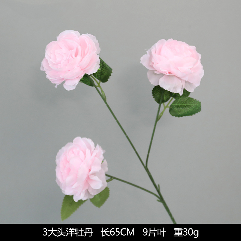 3 큰 머리 모란